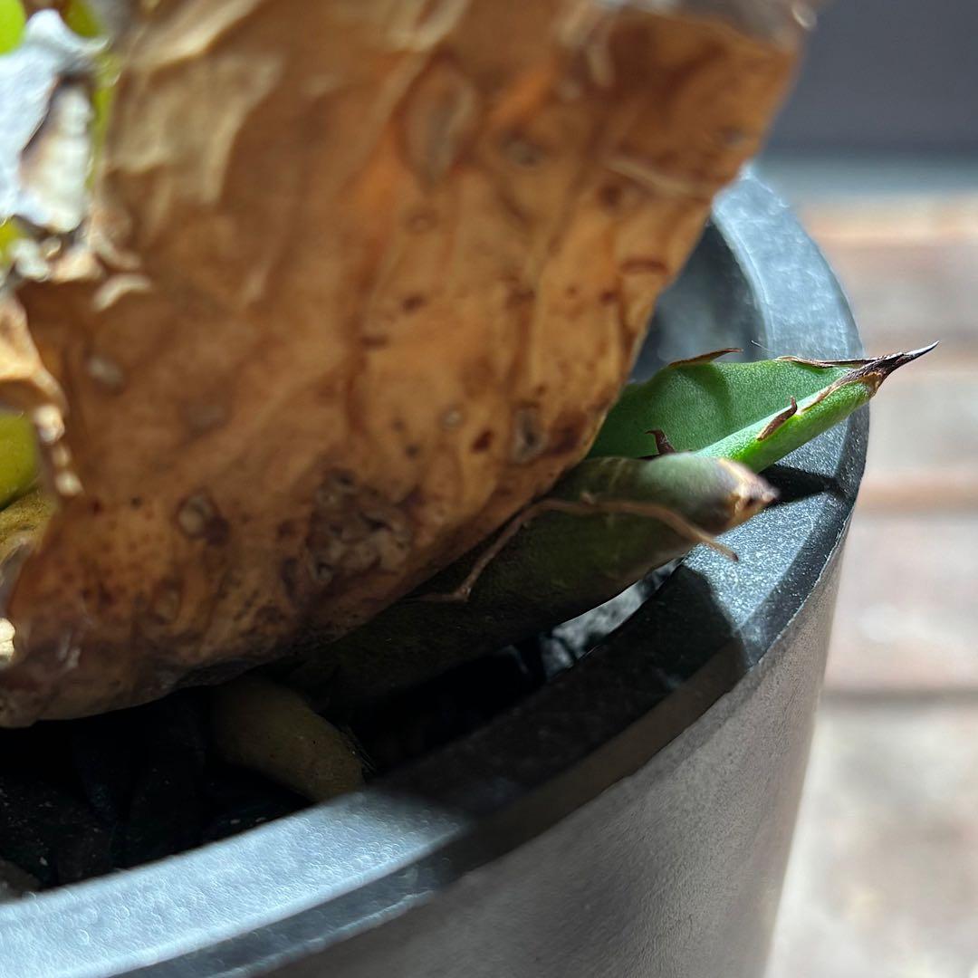 年末特価最終！早い者勝ち！ 子株付き！アガベ　チタノタ　オアハカ　現地球