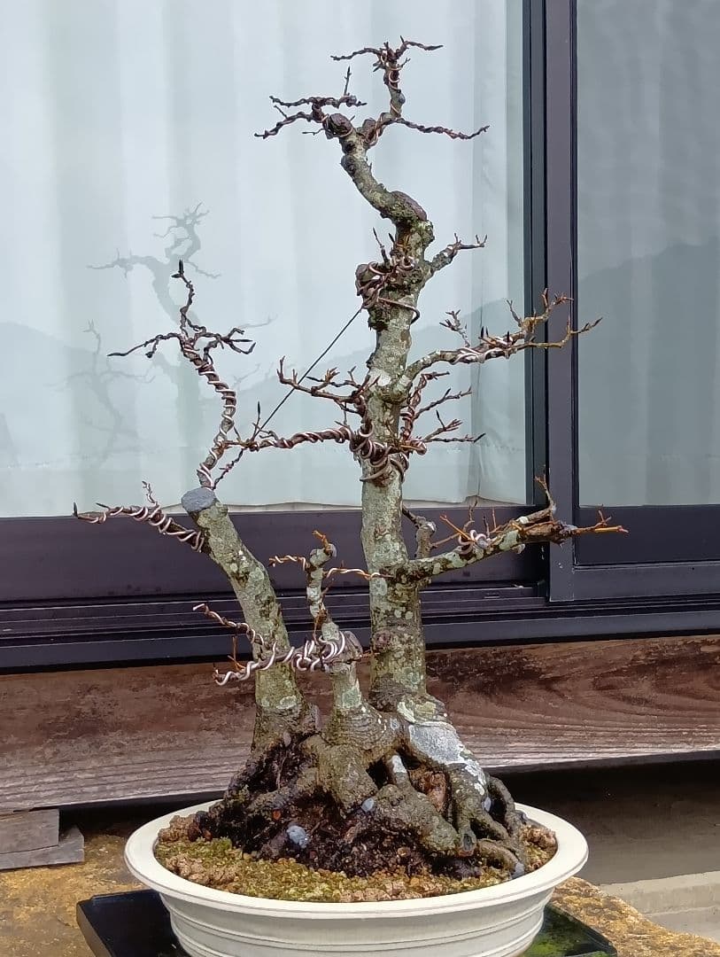 ブナ盆栽枯木 ‼️新年半額セール‼️ 37000円