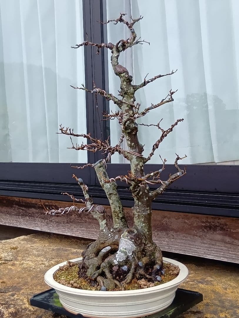ブナ盆栽枯木 ‼️新年半額セール‼️ 37000円