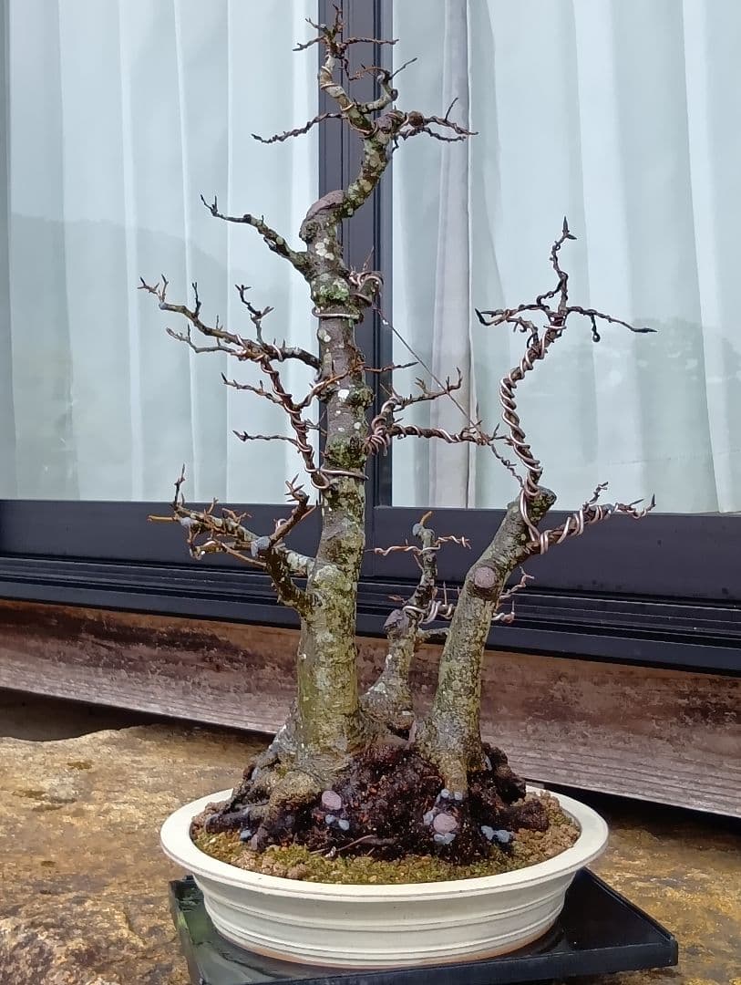 ブナ盆栽枯木 ‼️新年半額セール‼️ 37000円