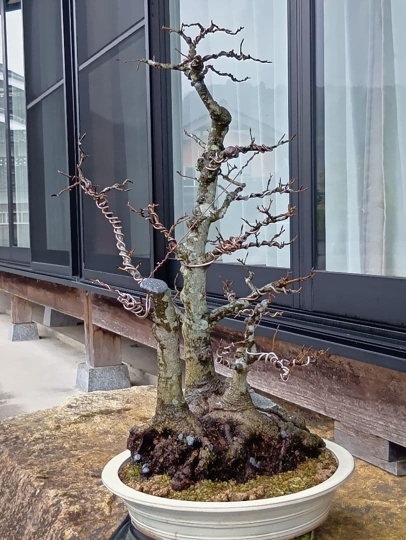 ブナ盆栽枯木 ‼️新年半額セール‼️ 37000円