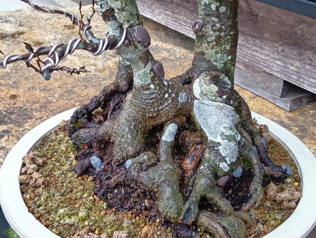 ブナ盆栽枯木 ‼️新年半額セール‼️ 37000円