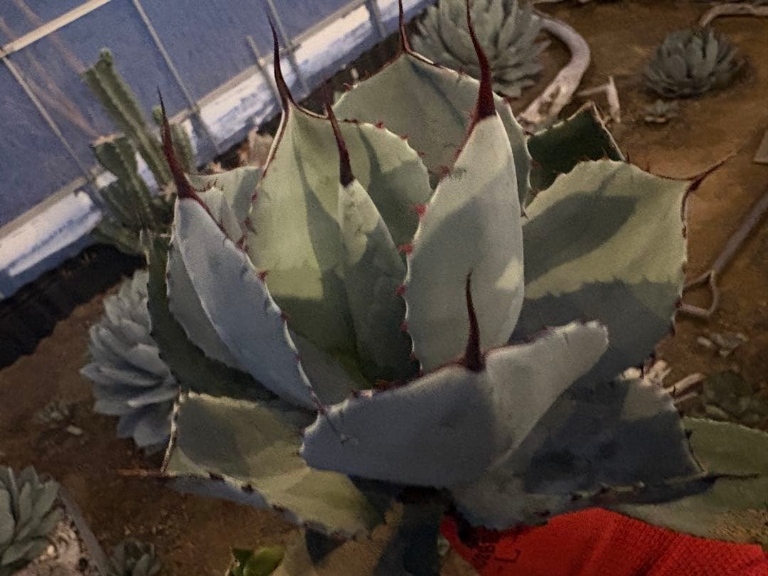 k*e様 【US産/300円スタート】トランカータ　ハンティントン　アガベ　パリ