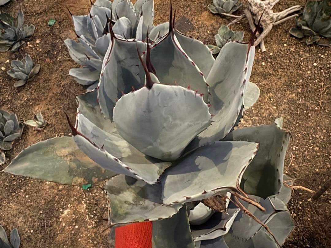 k*e様 【US産/300円スタート】トランカータ　ハンティントン　アガベ　パリ