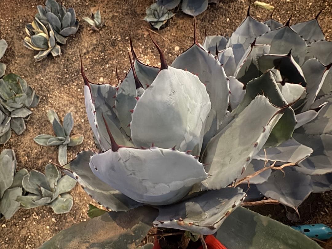 k*e様 【US産/300円スタート】トランカータ　ハンティントン　アガベ　パリ