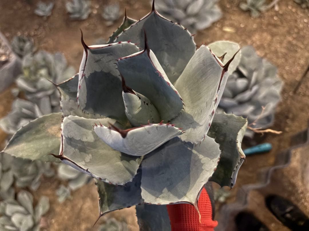 k*e様 【US産/300円スタート】トランカータ　ハンティントン　アガベ　パリ