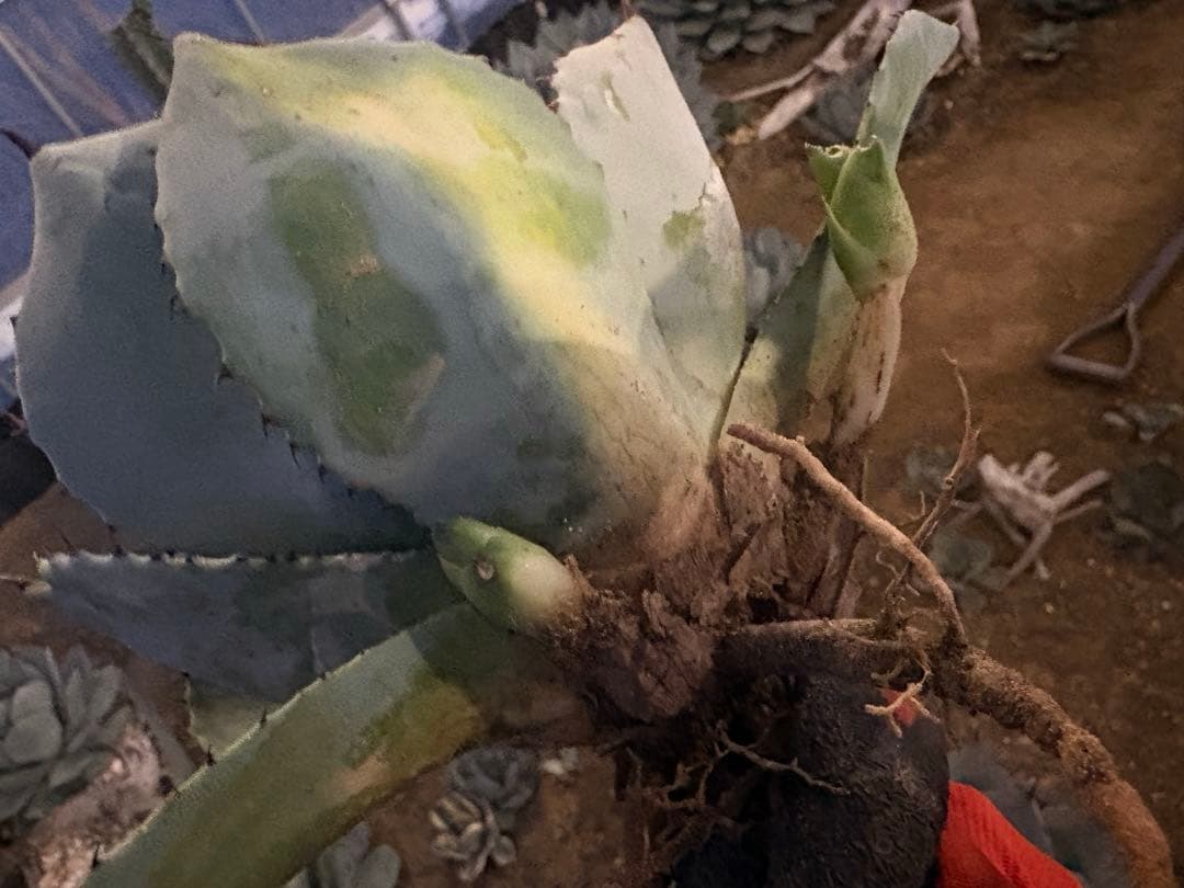 k*e様 【US産/300円スタート】トランカータ　ハンティントン　アガベ　パリ