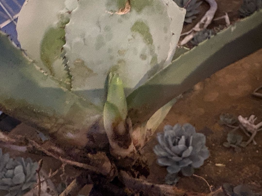 k*e様 【US産/300円スタート】トランカータ　ハンティントン　アガベ　パリ