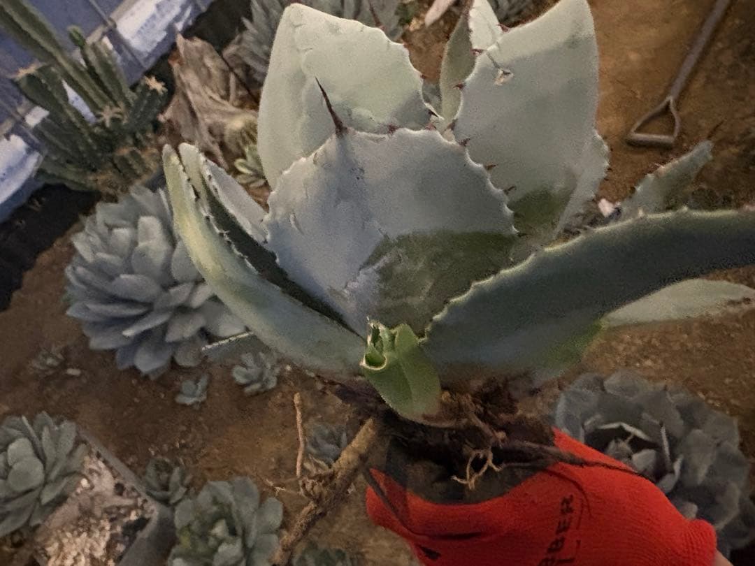 k*e様 【US産/300円スタート】トランカータ　ハンティントン　アガベ　パリ