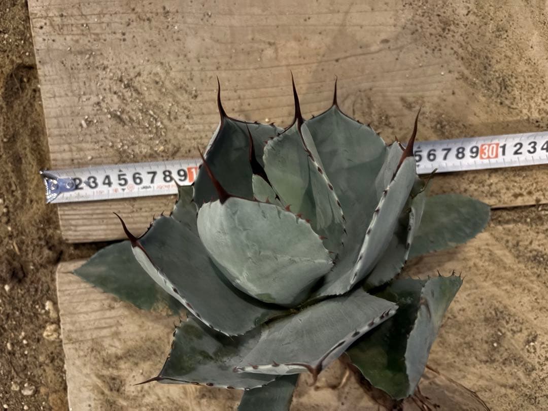 k*e様 【US産/300円スタート】トランカータ　ハンティントン　アガベ　パリ