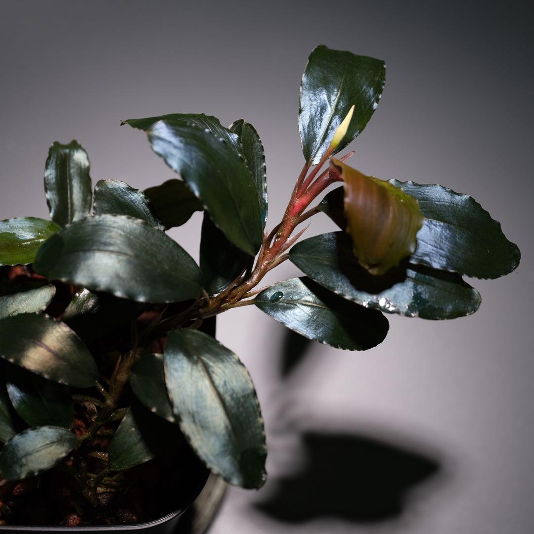 TE2025さん ブセファランドラ