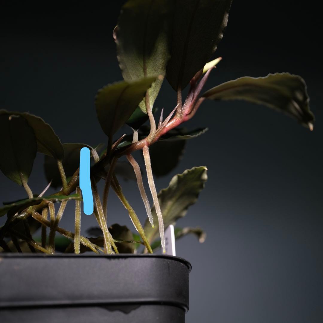 TE2025さん ブセファランドラ