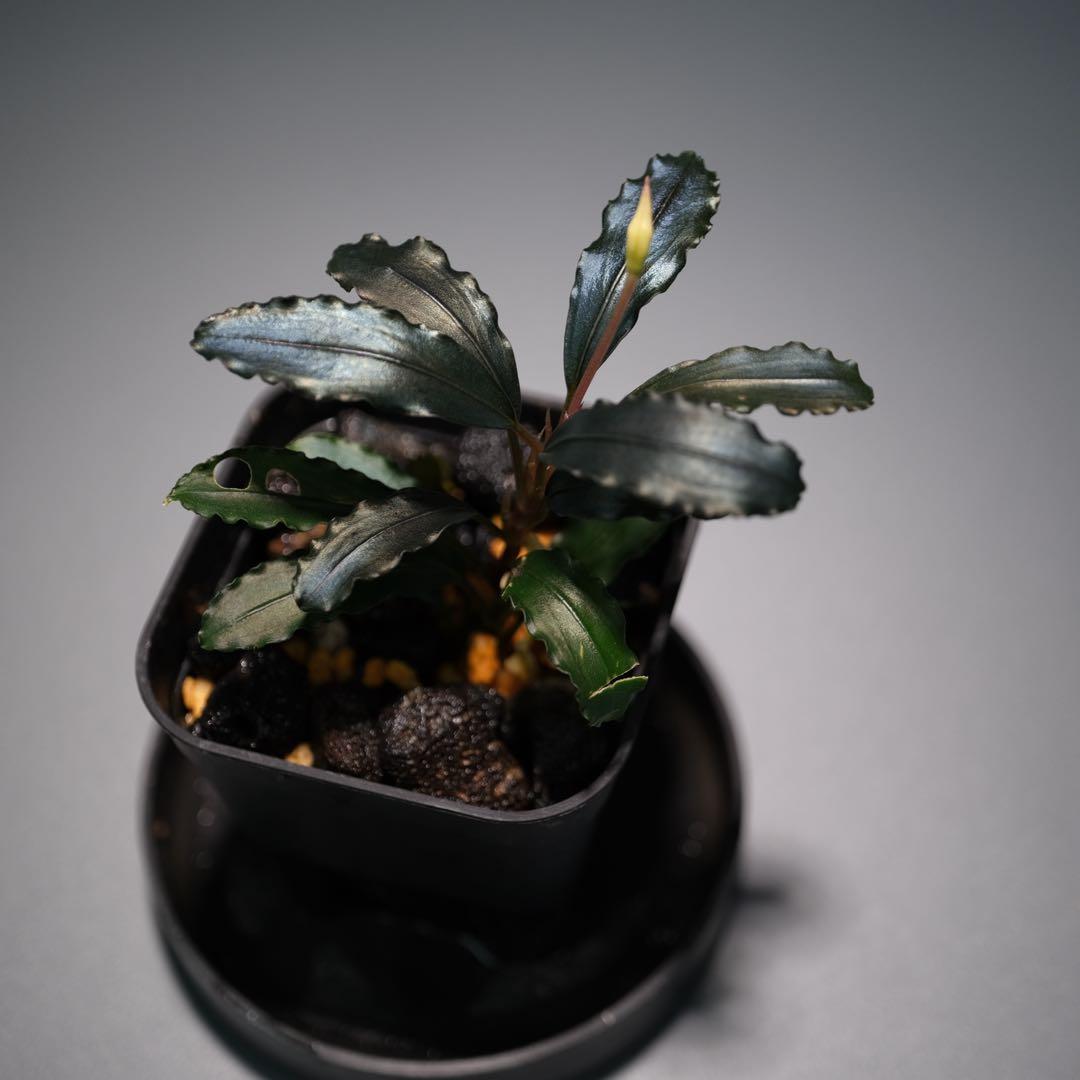 TE2025さん ブセファランドラ