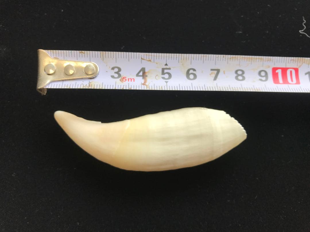 ヒグマの陰茎骨と牙