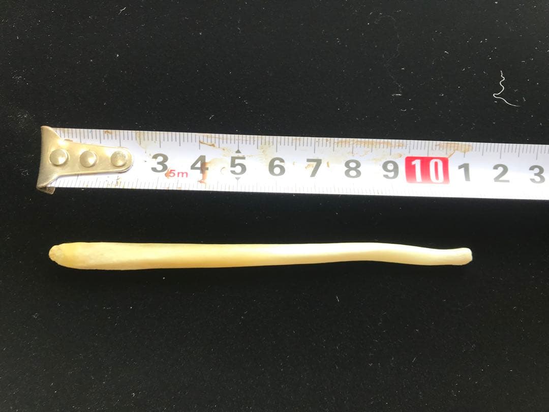 ヒグマの陰茎骨と牙