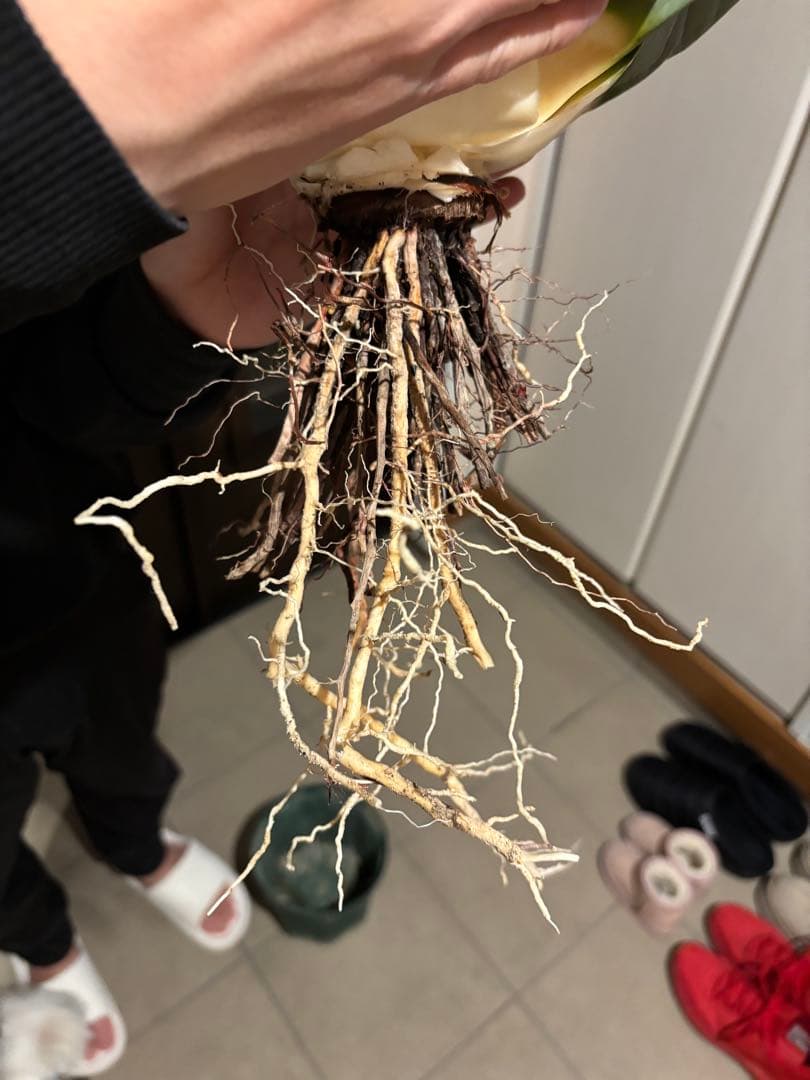 アガベ　オバティフォリア　大株　特価株