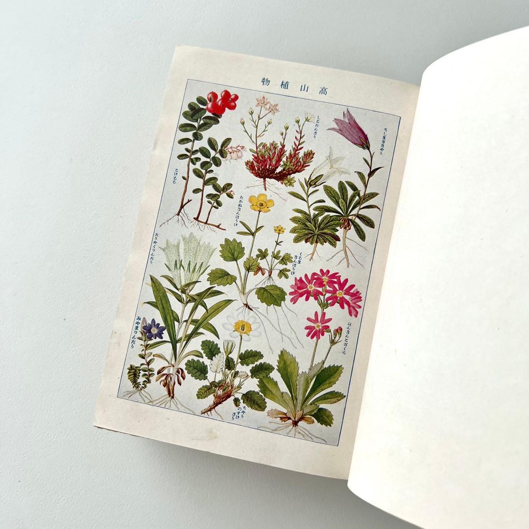 日本植物図鑑　牧野富太郎　北隆館　1925年初版