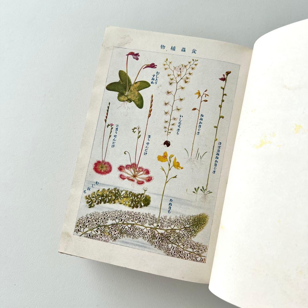 日本植物図鑑　牧野富太郎　北隆館　1925年初版