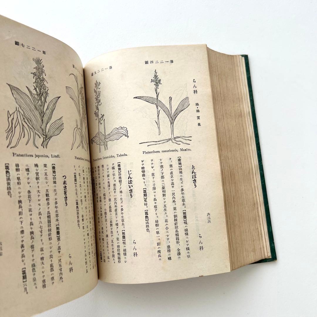日本植物図鑑　牧野富太郎　北隆館　1925年初版