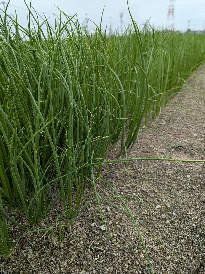 し*じ様 たまねぎ苗　極早生　1000本　数量限定