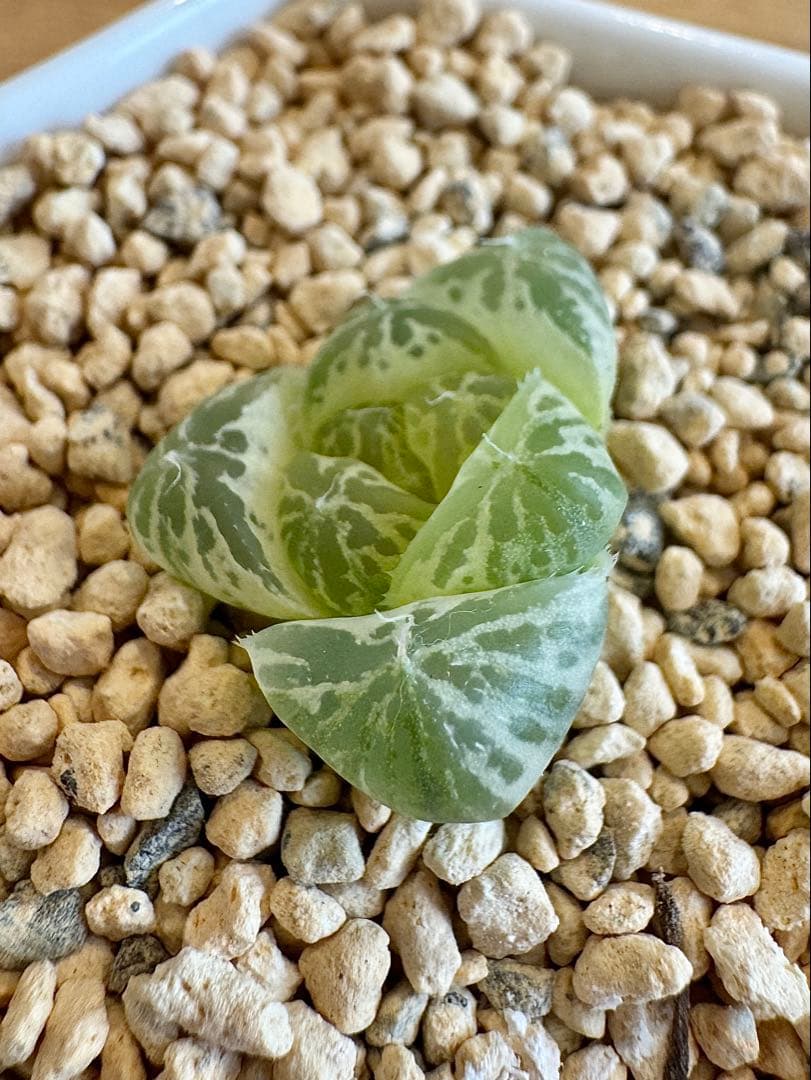 ハオルチア　白銀の露　カキ仔　未発根