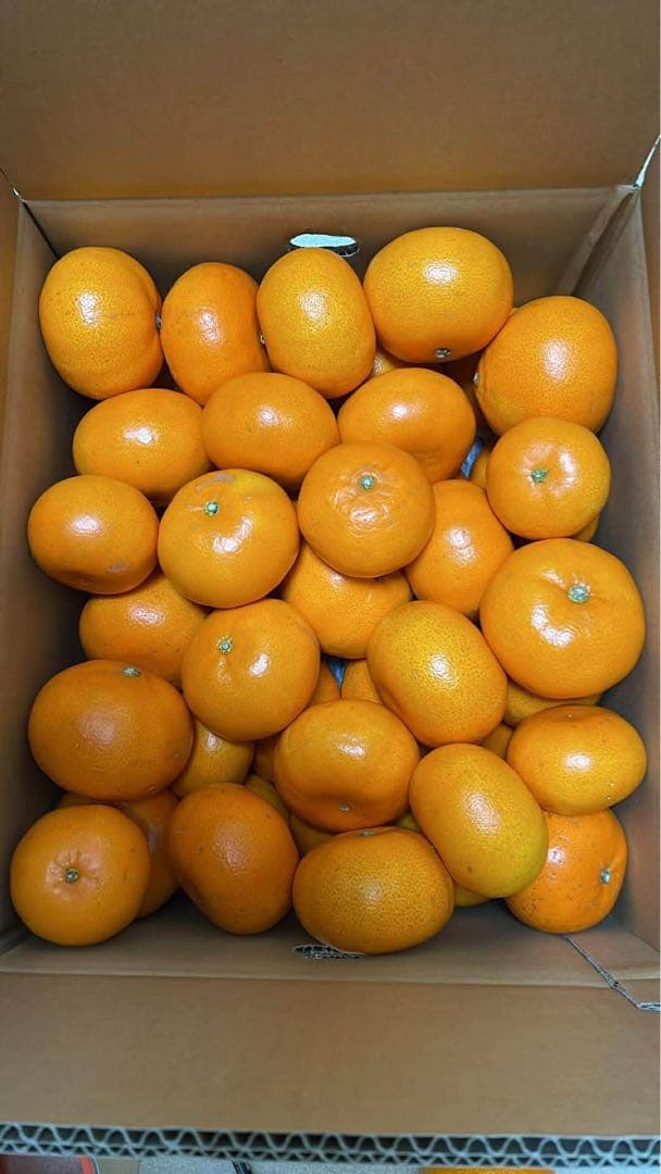 せとか(9kg)・特選