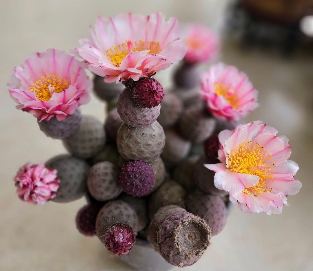 お*髭様 M-2047テフロカクタス ゲオメトリクスサボテン多頭ピンク色付き