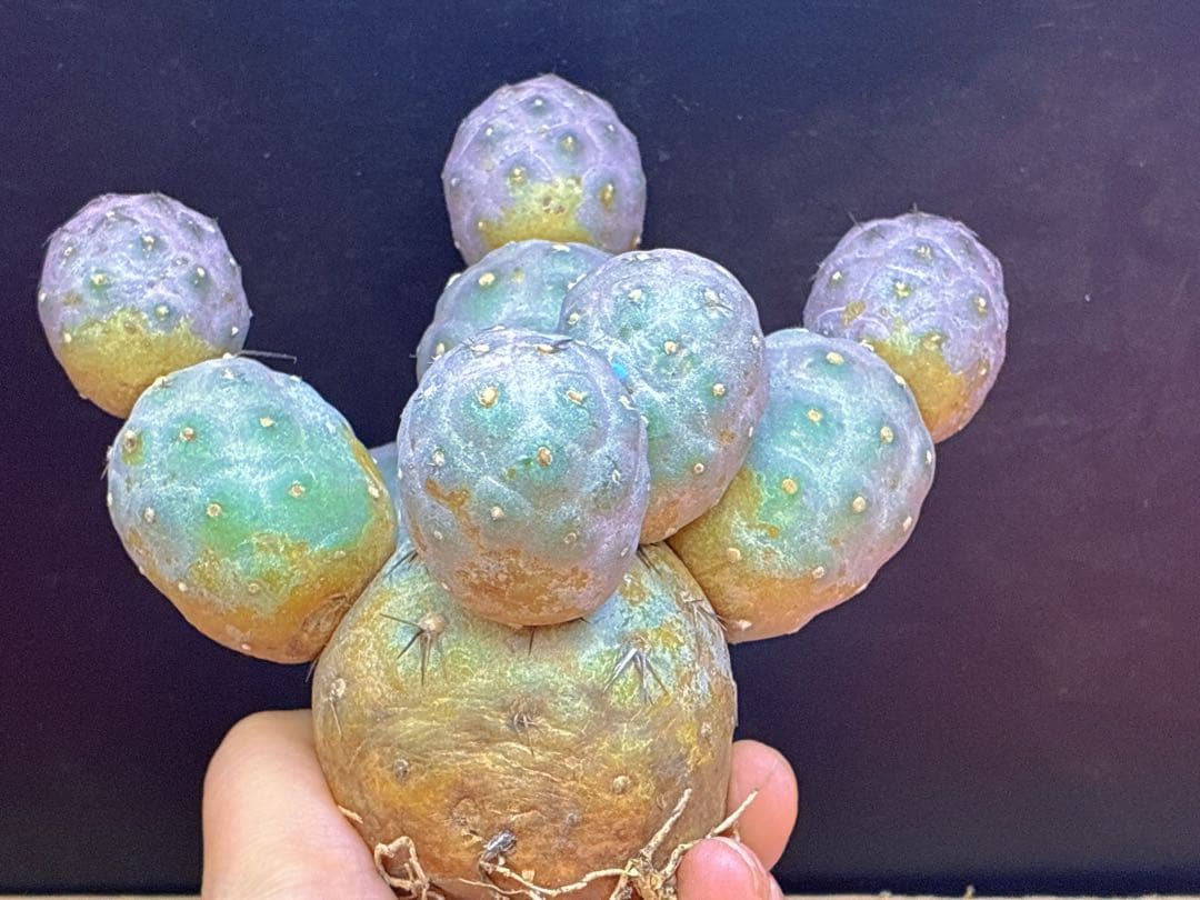 お*髭様 M-2047テフロカクタス ゲオメトリクスサボテン多頭ピンク色付き