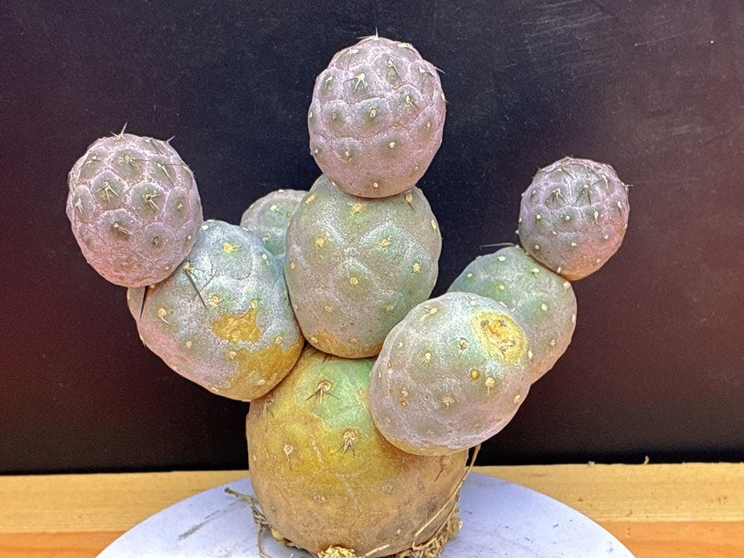 お*髭様 M-2047テフロカクタス ゲオメトリクスサボテン多頭ピンク色付き