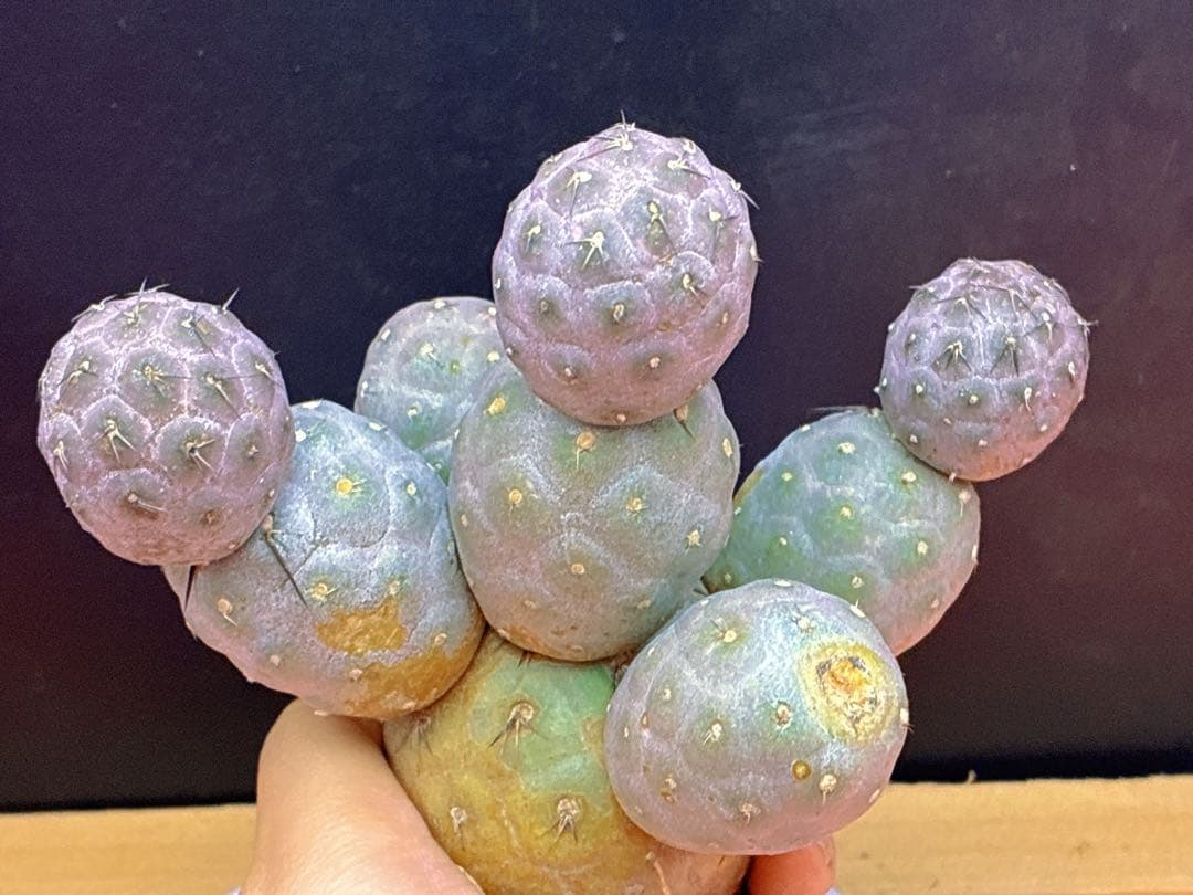 お*髭様 M-2047テフロカクタス ゲオメトリクスサボテン多頭ピンク色付き