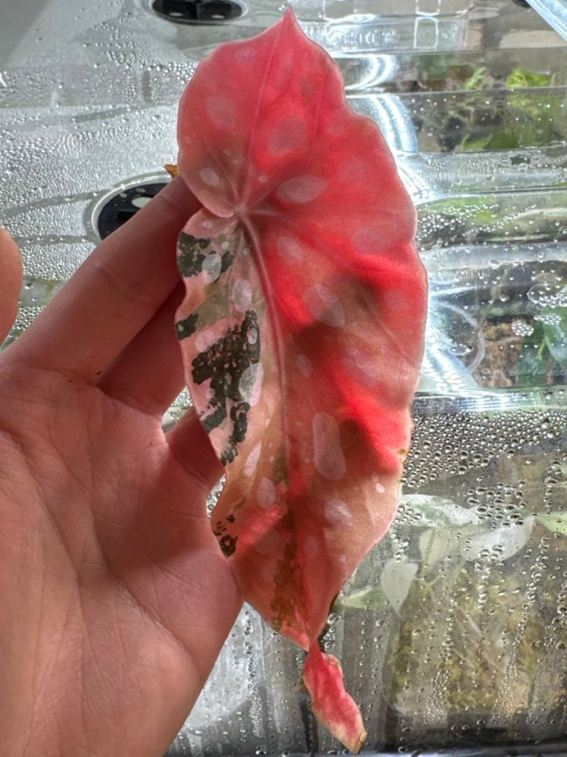 マ*ル様 ベゴニア マクラータ 斑入り発根管理中