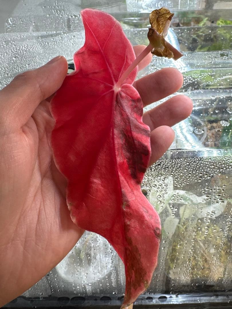 マ*ル様 ベゴニア マクラータ 斑入り発根管理中