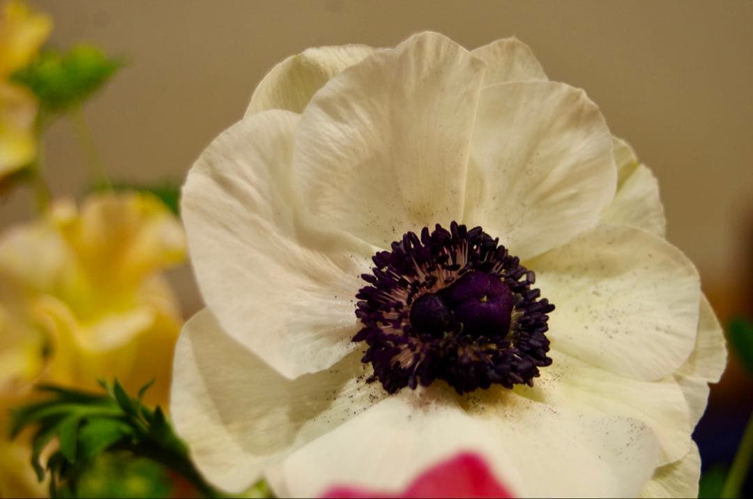 PENTAX K5 K-5 動作品　デジタル一眼レフ　35-70 50-200付