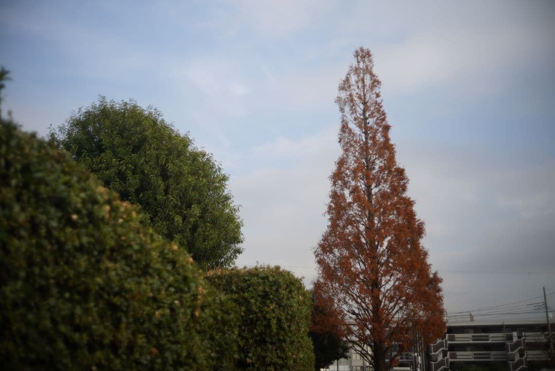 058_Leitz Summicron-c 40/2 ズミクロンC　40ミリ