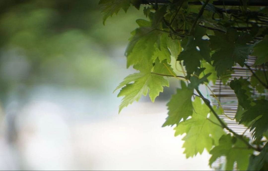 レンズ(単焦点) LOMO KO-140M 100mm f1.8 Petzval