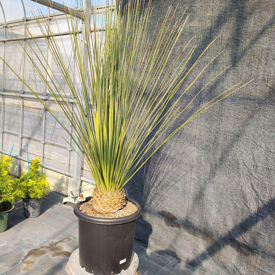 ダシリリオン　ロンギシマム