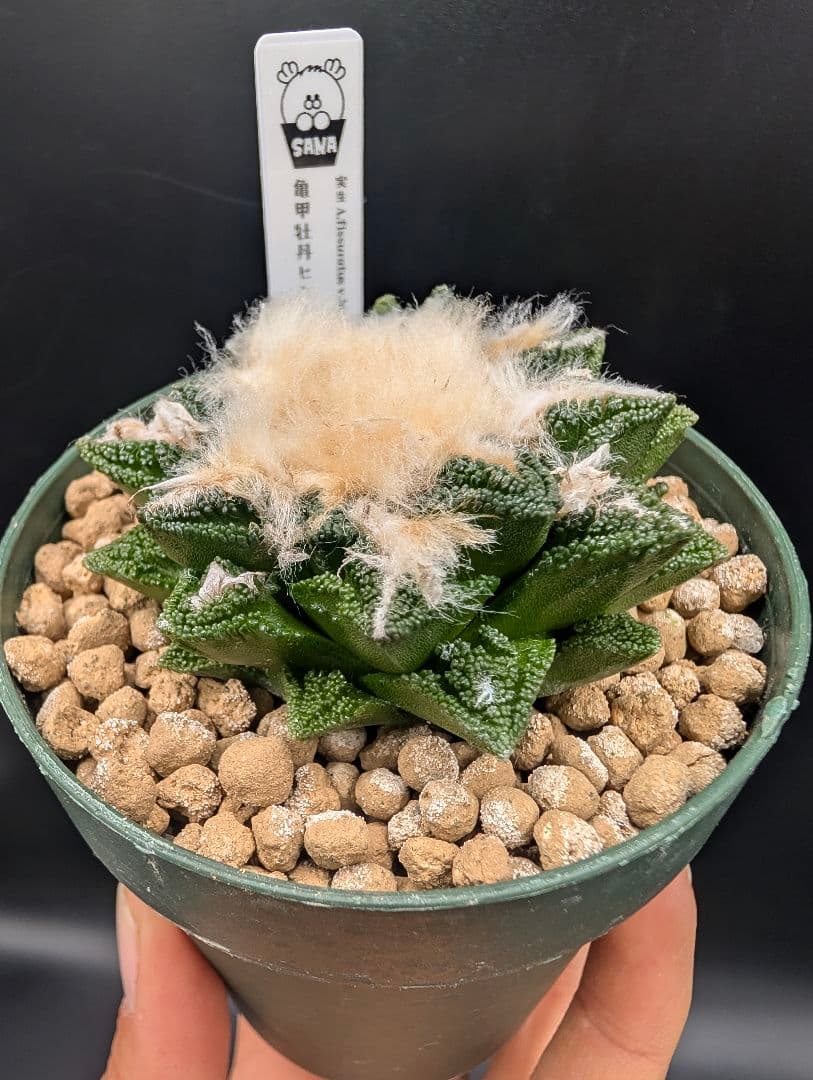 サ*生様 亀甲牡丹ヒントニー 国内実生 鉢植え メルカリ便送料込み