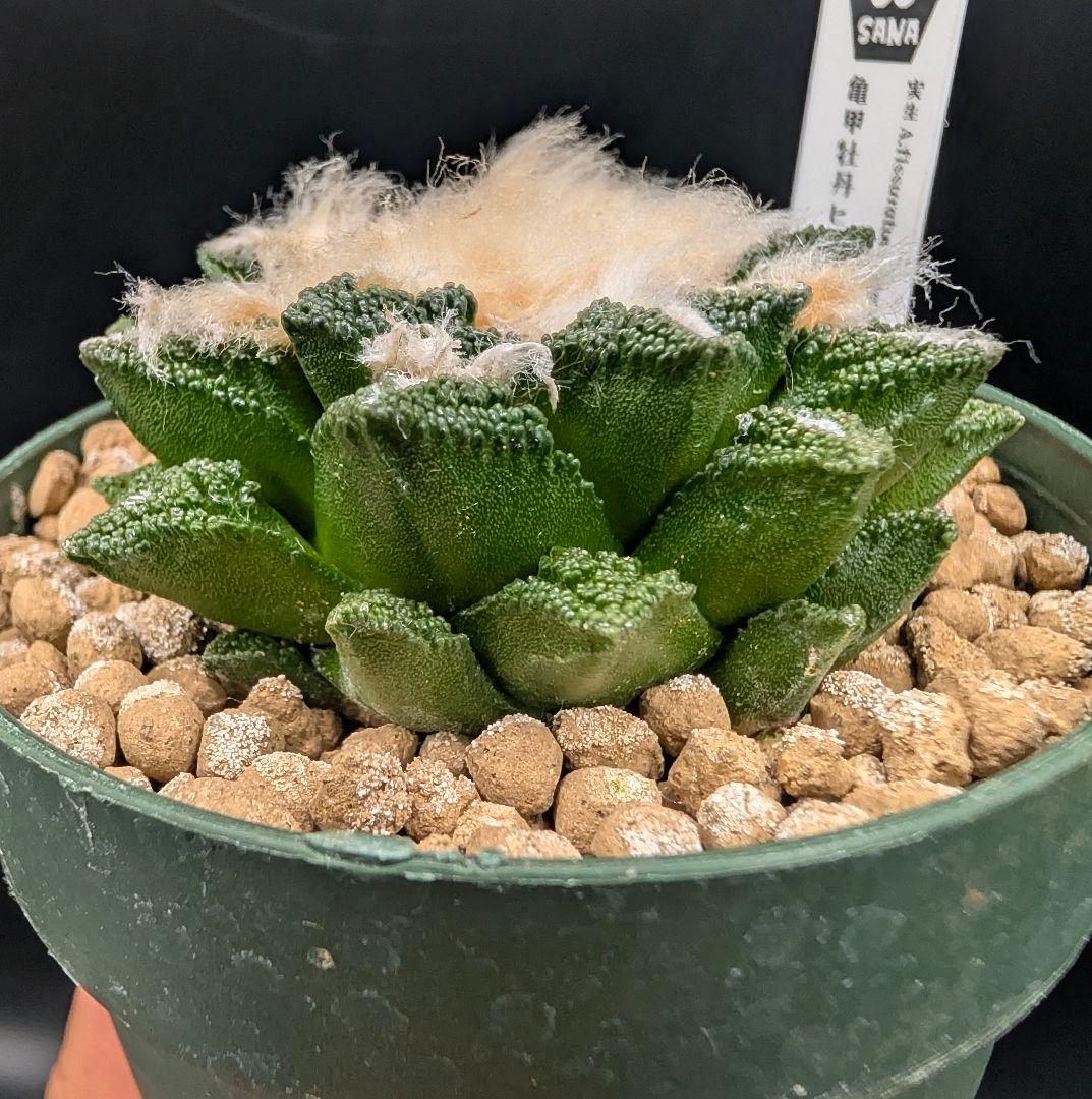 サ*生様 亀甲牡丹ヒントニー 国内実生 鉢植え メルカリ便送料込み