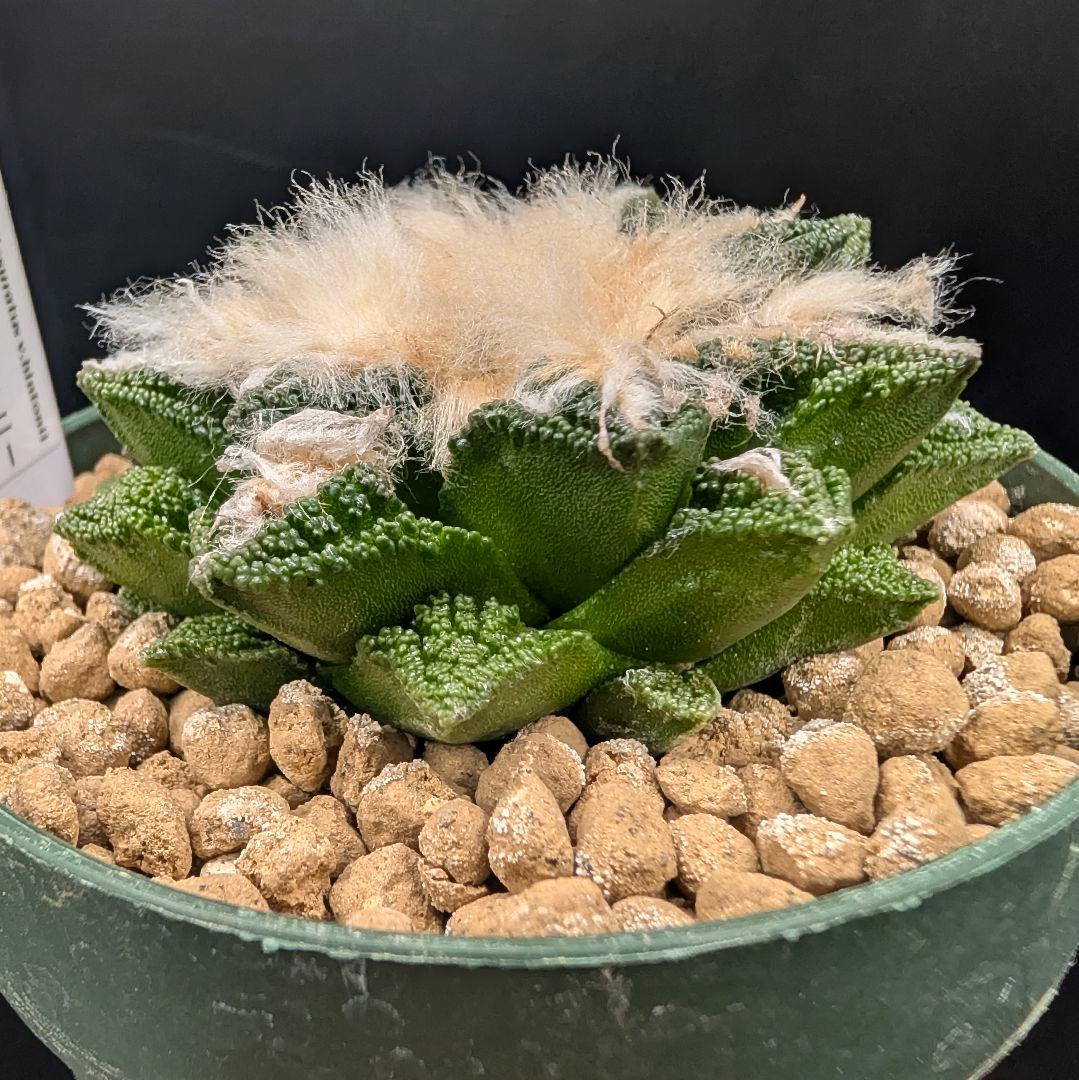 サ*生様 亀甲牡丹ヒントニー 国内実生 鉢植え メルカリ便送料込み