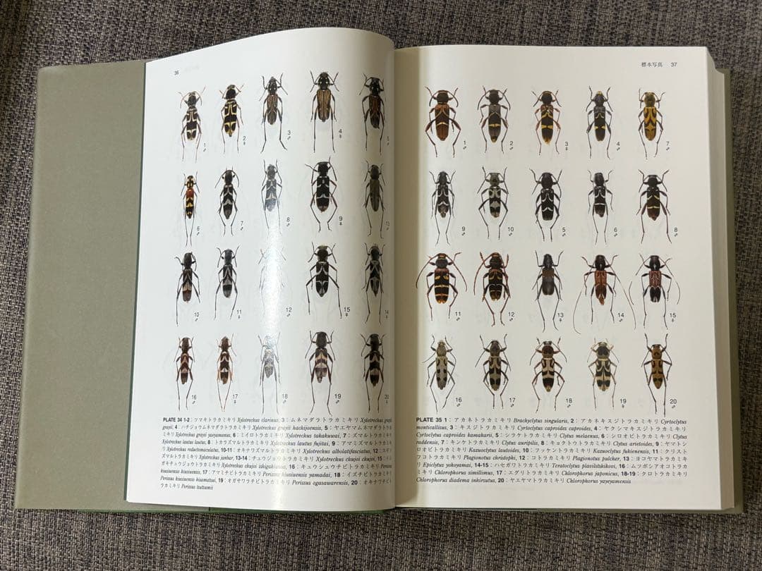 「日本産カミキリムシ」東海大学出版会
