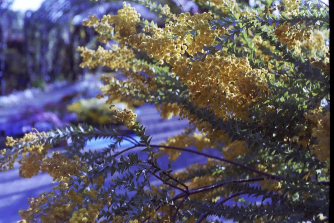 実写確認済！IHAGEE Exa 一眼レフ オールドカメラ 世界初一眼レフ