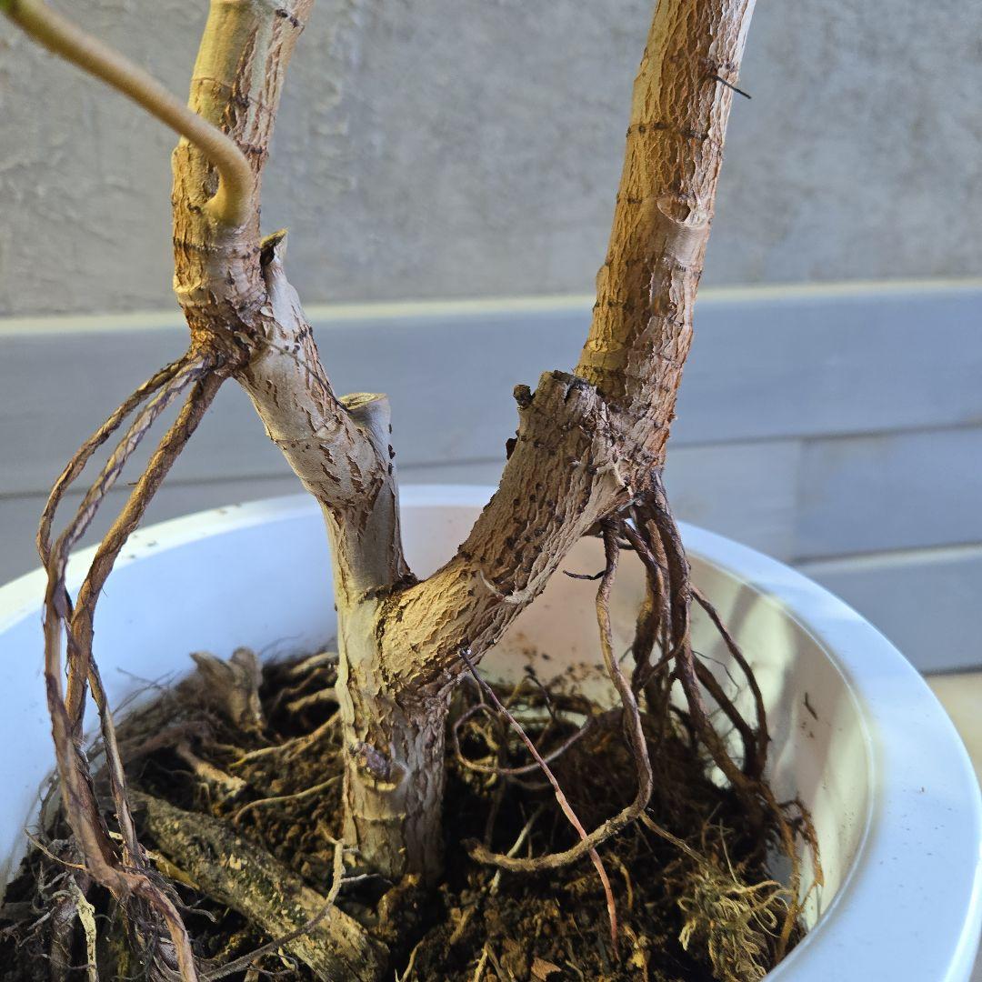 ①　フィカス　アフリカンプリンセス　曲がり仕立て８号最高等級極上品‼️希少品種