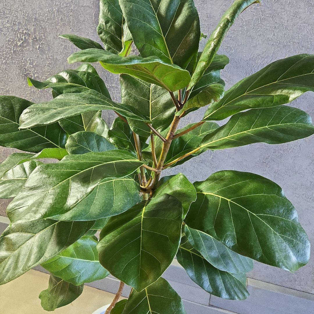 ①　フィカス　アフリカンプリンセス　曲がり仕立て８号最高等級極上品‼️希少品種
