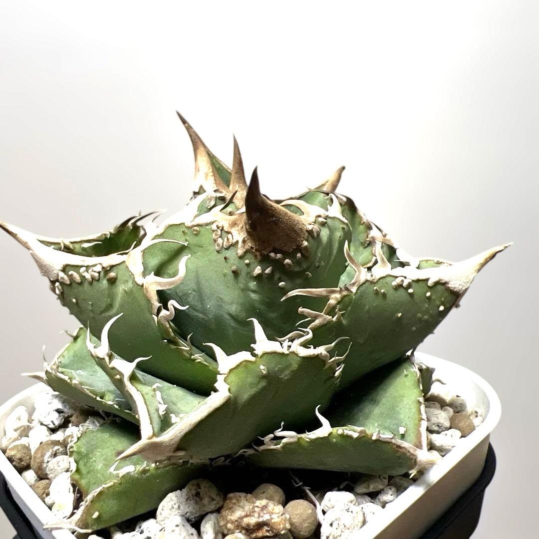 アガベ 鉢植発送 ブツブツ系 ノーネーム 極上血統 スペシャル個体 超特選株