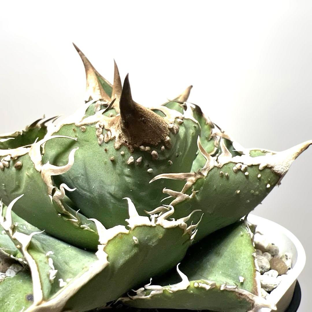 アガベ 鉢植発送 ブツブツ系 ノーネーム 極上血統 スペシャル個体 超特選株