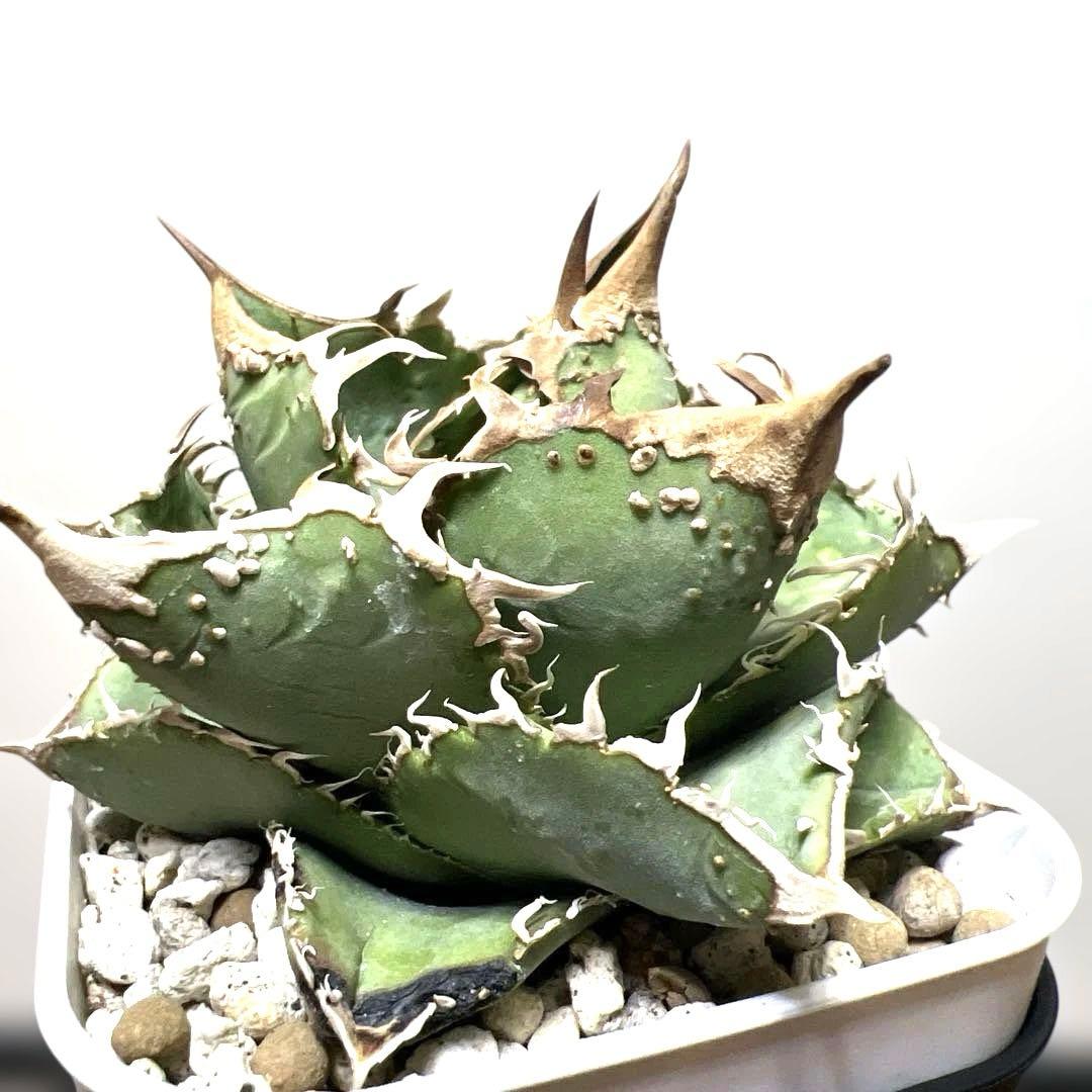 アガベ 鉢植発送 ブツブツ系 ノーネーム 極上血統 スペシャル個体 超特選株