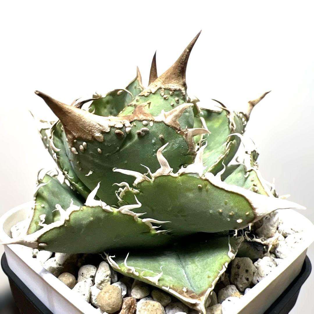 アガベ 鉢植発送 ブツブツ系 ノーネーム 極上血統 スペシャル個体 超特選株