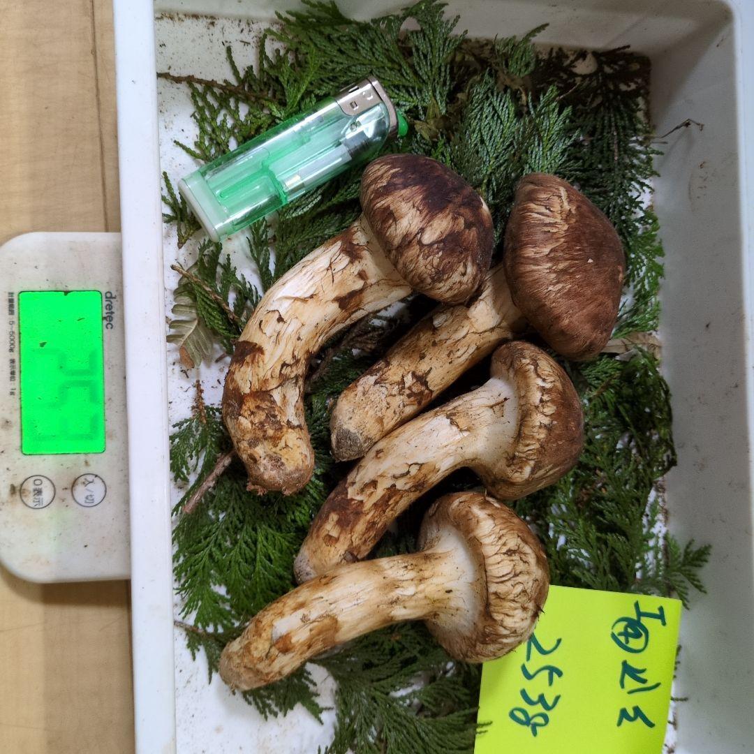 和歌山松茸 新鮮朝市　込み込み　253㌘