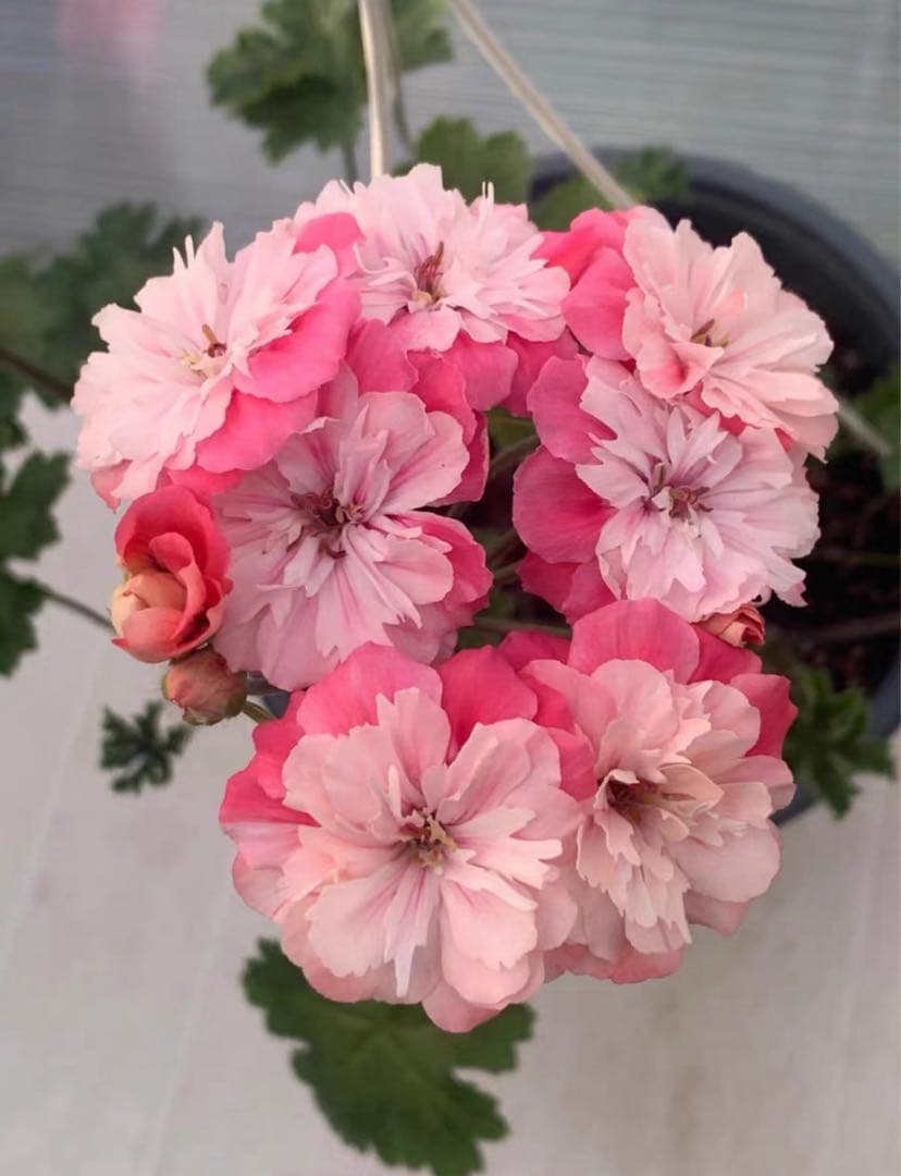 超新品珍しいゼラニウム苗