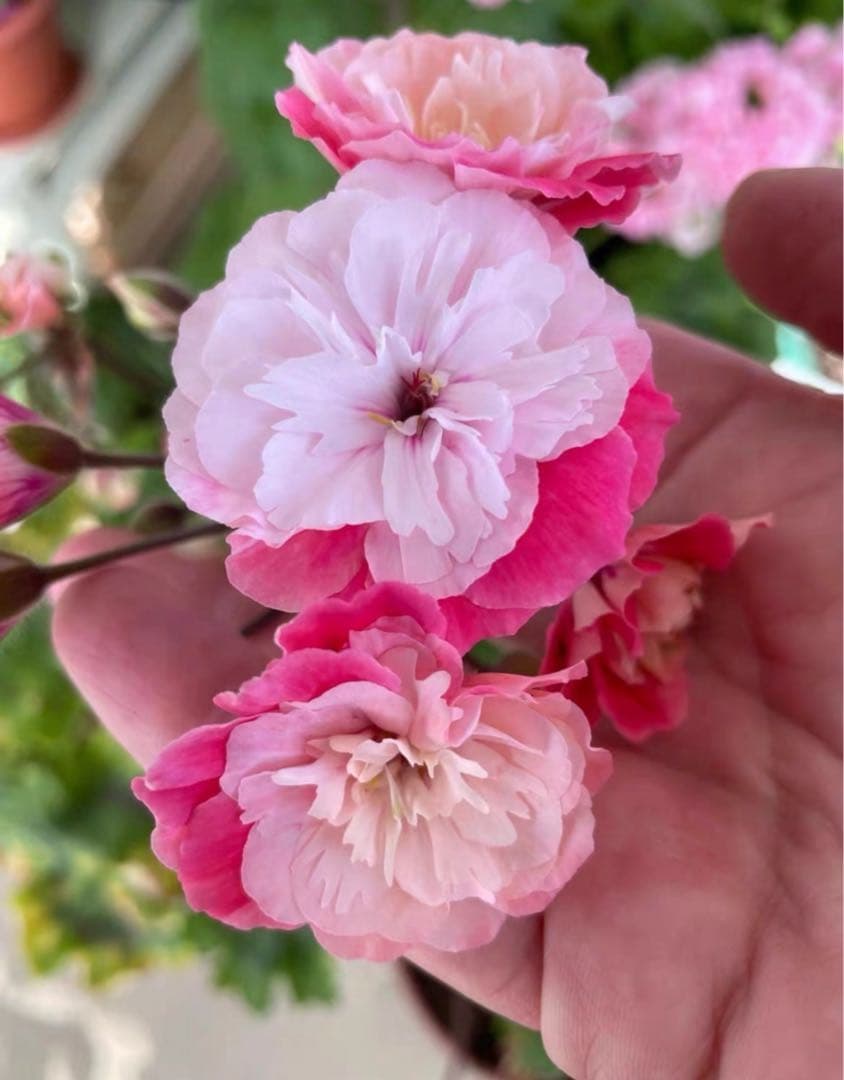 超新品珍しいゼラニウム苗